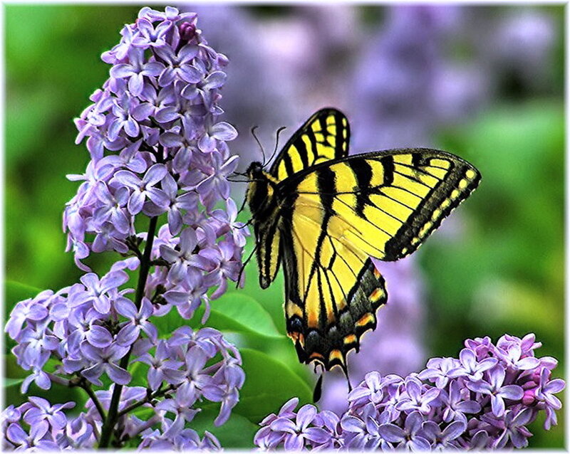 Yellow Swallowtail Butterfly — Purple, Serene
