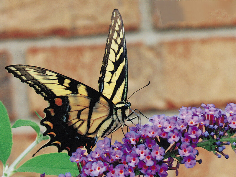 Yellow Swallowtail Butterfly — Purple