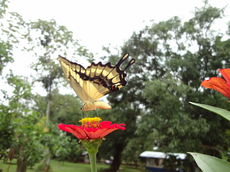 Yellow Swallowtail Butterfly — Red, Calm