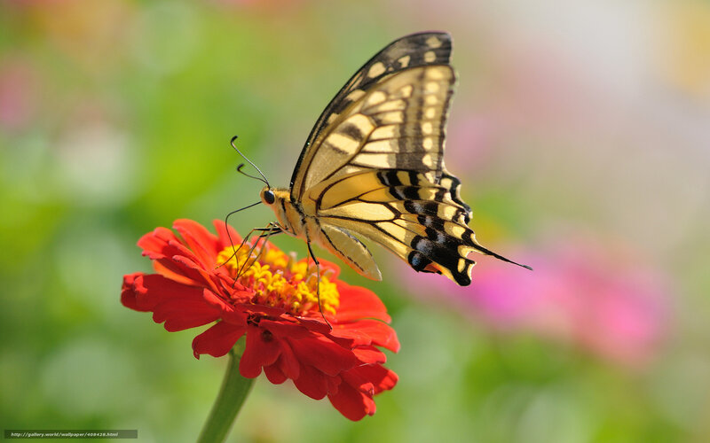 Yellow Swallowtail Butterfly — Red, Serene, Afternoon