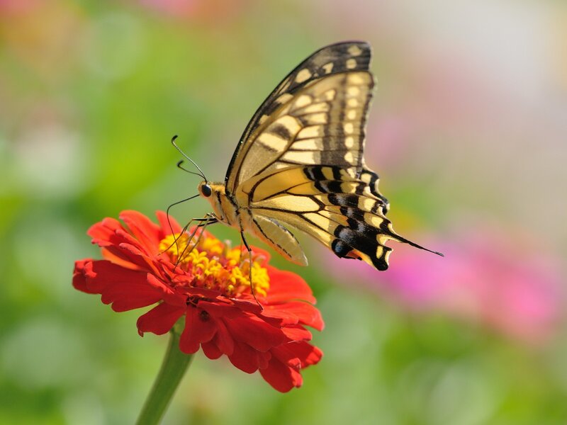 Yellow Swallowtail Butterfly — Red, Serene
