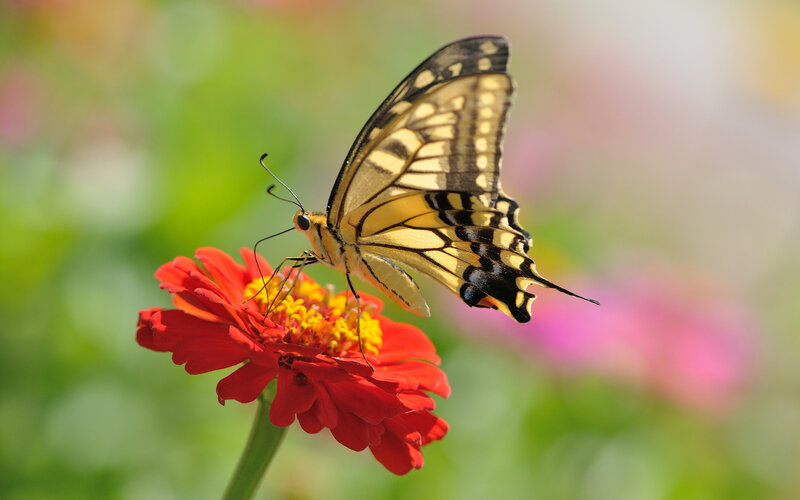 Yellow Swallowtail Butterfly — Red