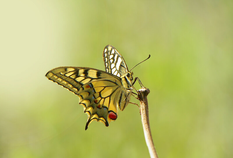 Yellow Swallowtail Butterfly — Serene, Afternoon, Photograph, Branch