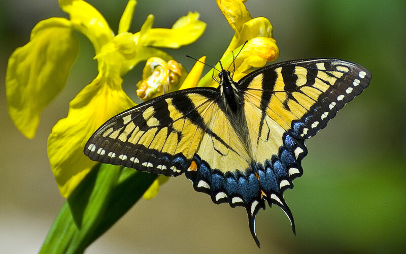 Yellow Swallowtail Butterfly — Serene, Afternoon, Photograph, Flower, Green Stem