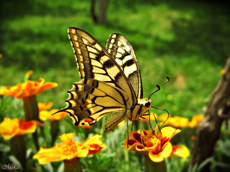 Yellow Swallowtail Butterfly — Serene, Afternoon, Photograph, Flower