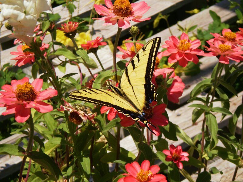 Yellow Swallowtail Butterfly — Serene, Afternoon, Photograph, Flowers, Plants