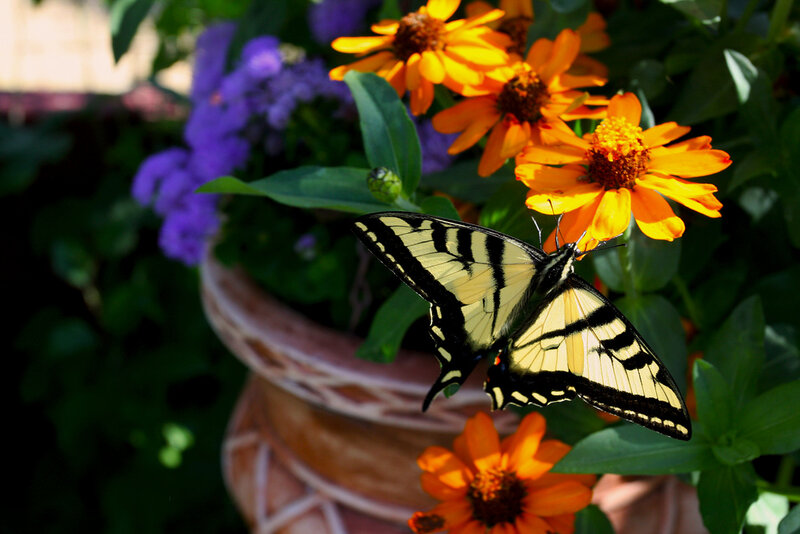 Yellow Swallowtail Butterfly — Serene, Afternoon, Photograph, Flowers