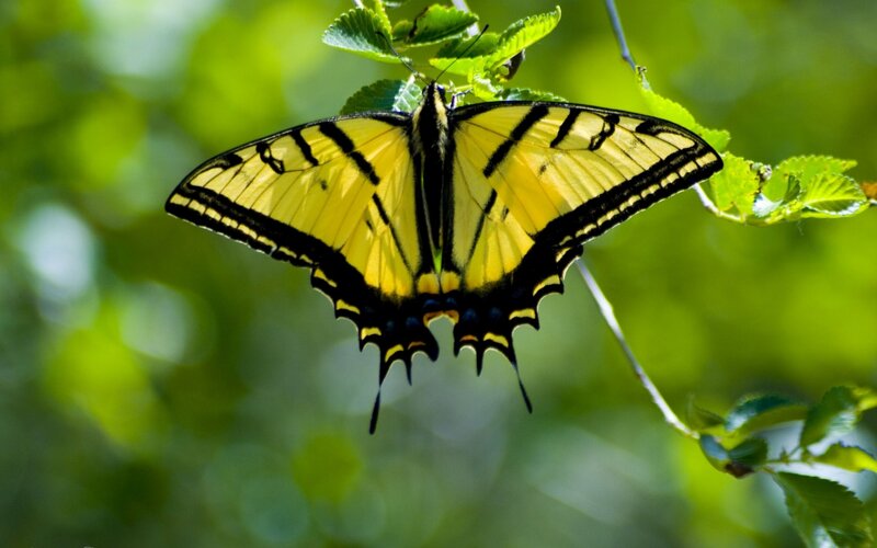 Yellow Swallowtail Butterfly — Serene, Afternoon, Photograph, Leaf, Branch