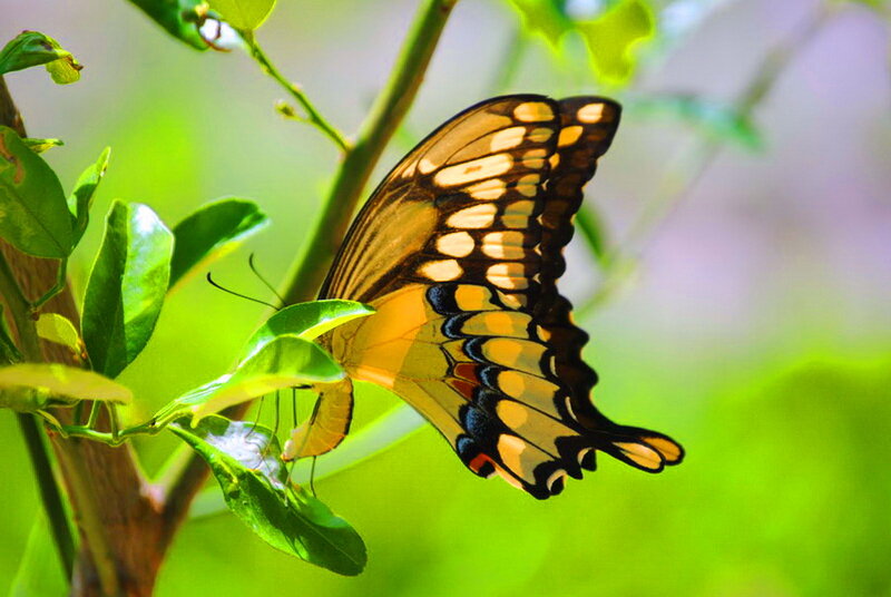 Yellow Swallowtail Butterfly — Serene, Afternoon, Photograph, Leaf