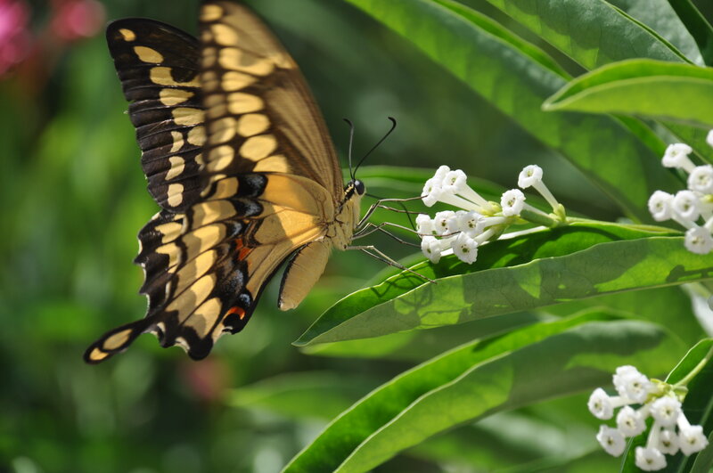 Yellow Swallowtail Butterfly — Serene, Afternoon, Photograph, White Flowers