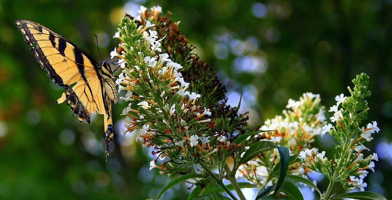 Yellow Swallowtail Butterfly — Serene, Afternoon