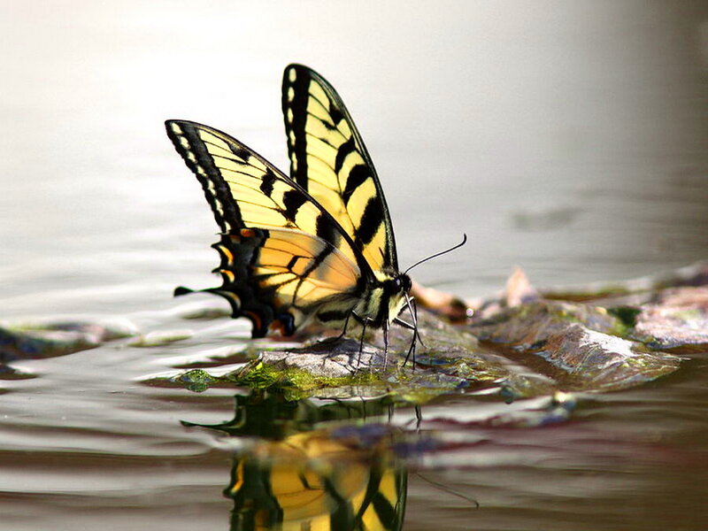 Yellow Swallowtail Butterfly — Serene, Photograph