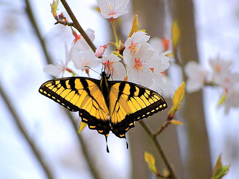 Yellow Swallowtail Butterfly — Serene, Spring, Photograph, Cherry Blossoms