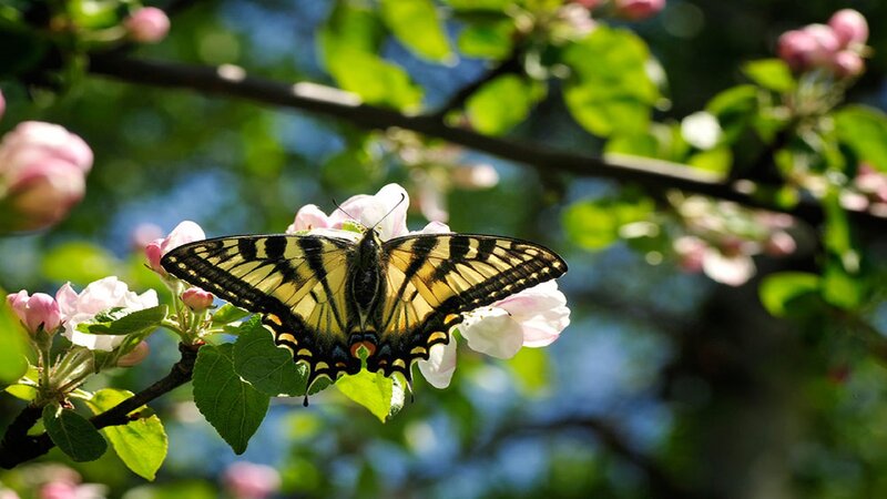 Yellow Swallowtail Butterfly — Serene, Spring, Photograph, Flower