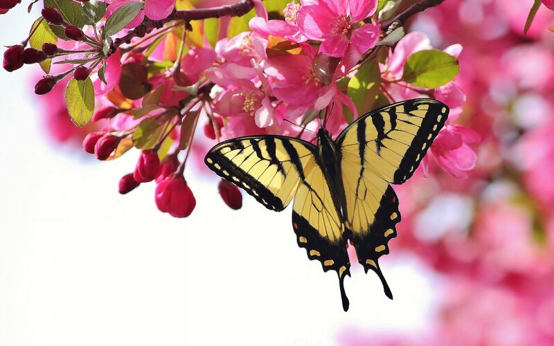 Yellow Swallowtail Butterfly — Serene, Spring, Photograph, Pink Flowers