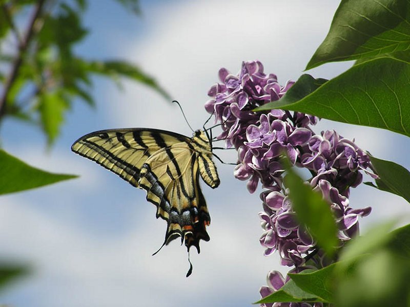 Yellow Swallowtail Butterfly — Serene, Spring, Photograph, Purple Flowers