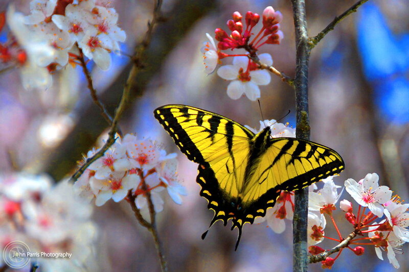 Yellow Swallowtail Butterfly — Serene, Spring, Photograph