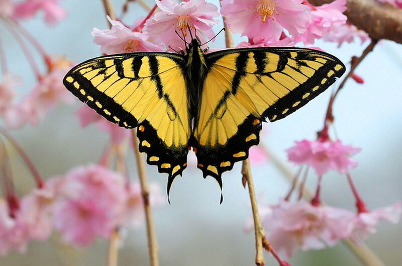 Yellow Swallowtail Butterfly — Serene, Spring