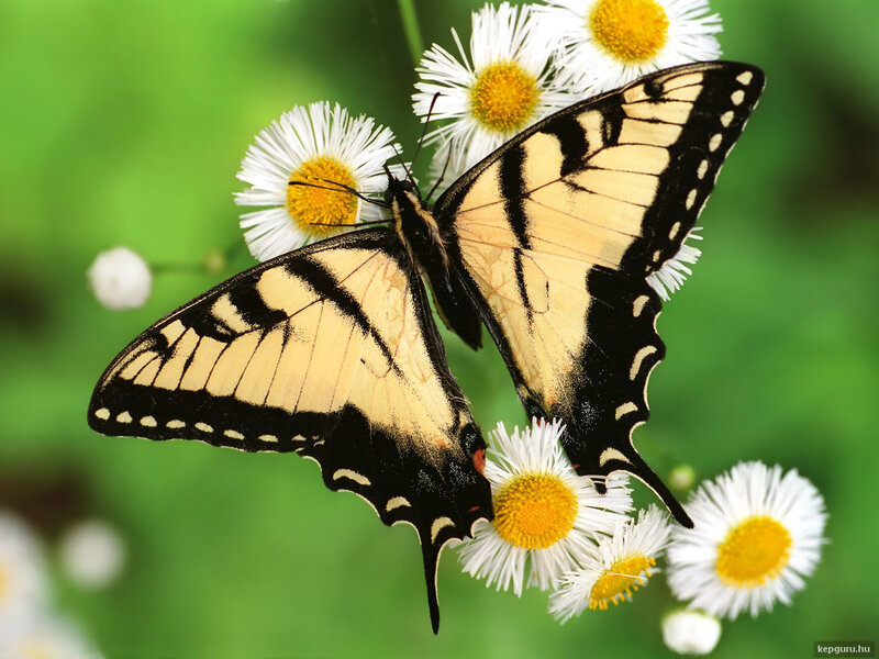 Yellow Swallowtail Butterfly — Serene, Summer