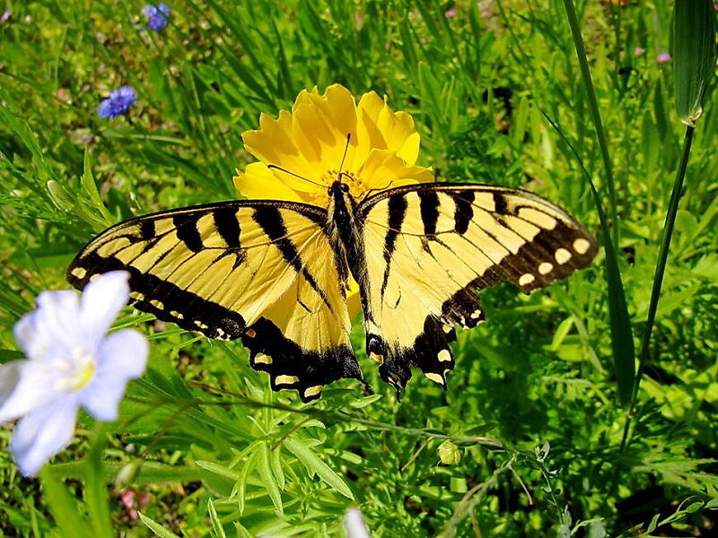 Yellow Swallowtail Butterfly — Serene