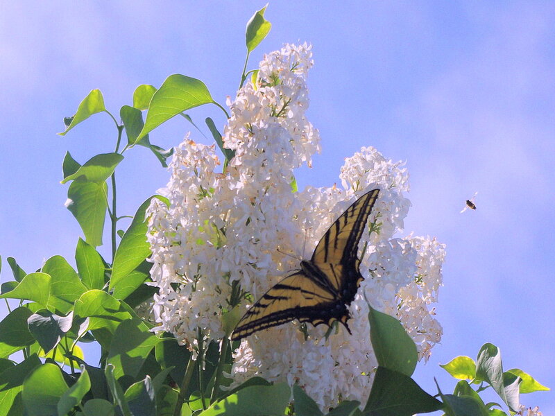 Yellow Swallowtail Butterfly — White