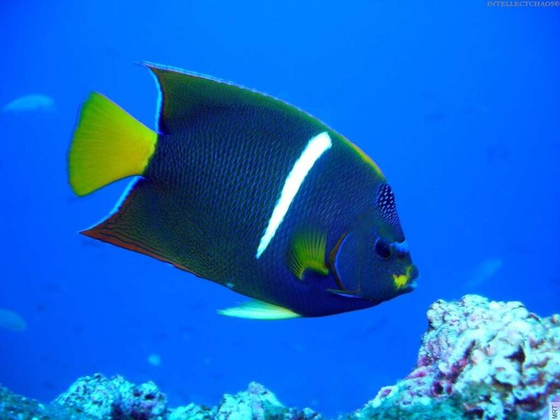 Yellow-tail angelfish in blue water