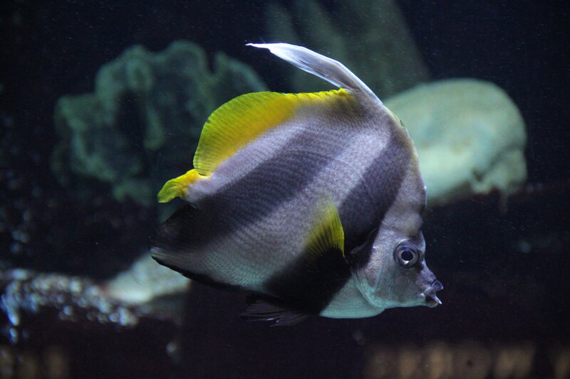 yellow-tailed butterfly fish