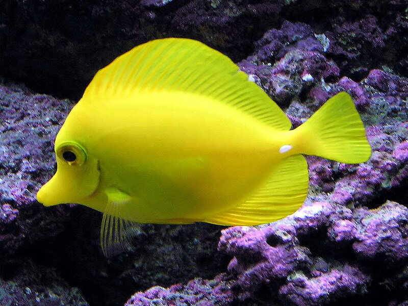 yellow tang fish