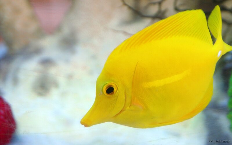 Yellow Tang Fish — Calm, Photograph, Aquarium