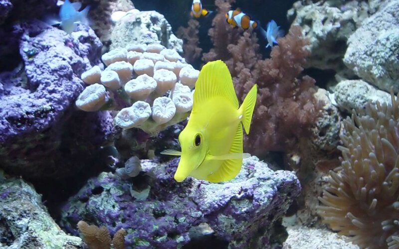 Yellow Tang Fish — Calm, Photograph, Coral, Clownfish