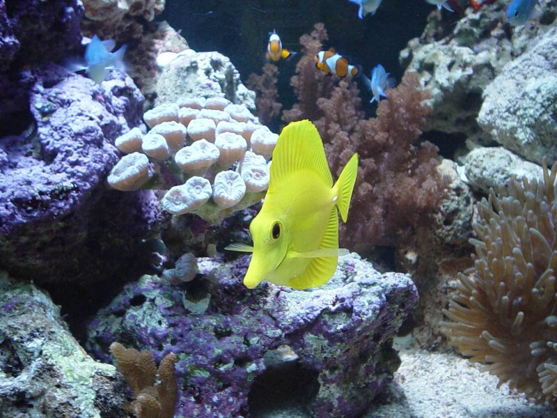 Yellow Tang Fish — Calm, Photograph, Coral