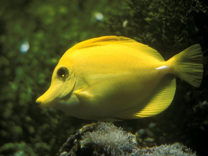 Yellow Tang Fish — Calm, Photograph