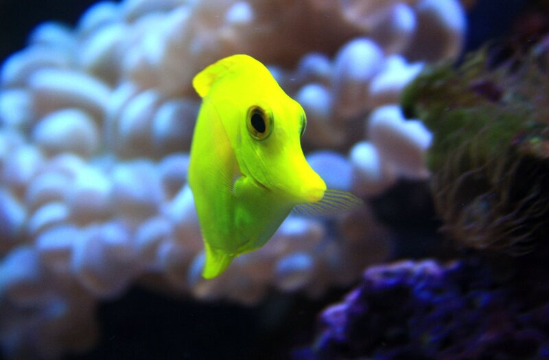 Yellow Tang Fish — Calm