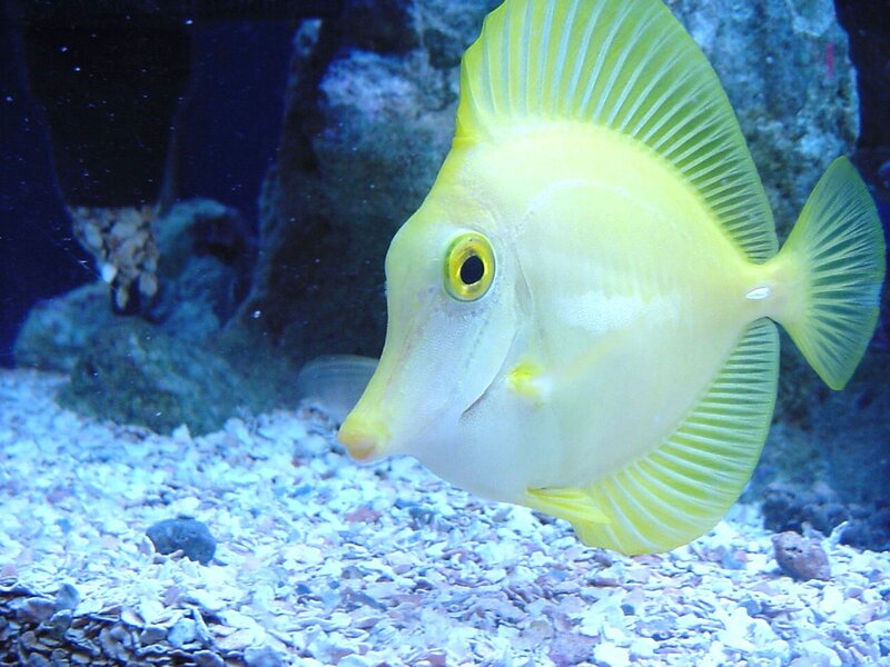 yellow tang fish in aquarium