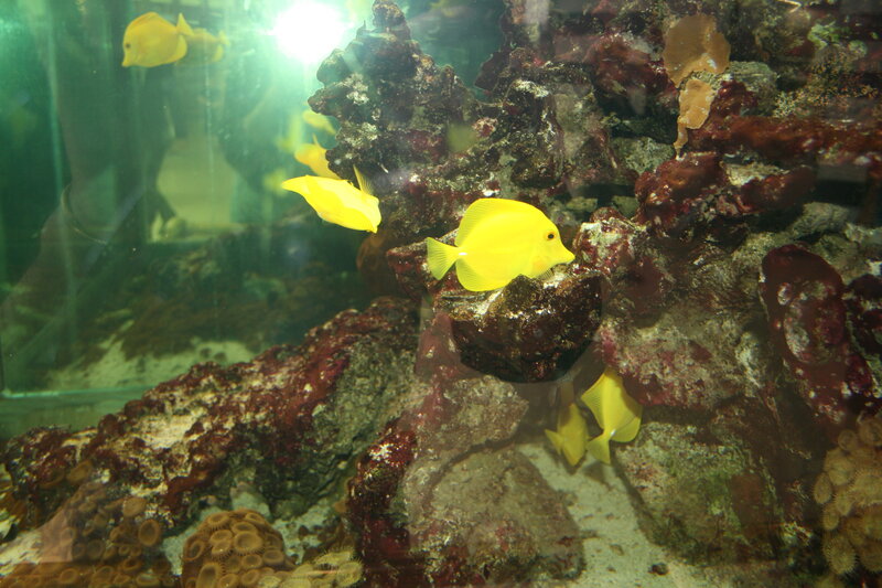 Yellow Tang Fish in Aquarium — Calm