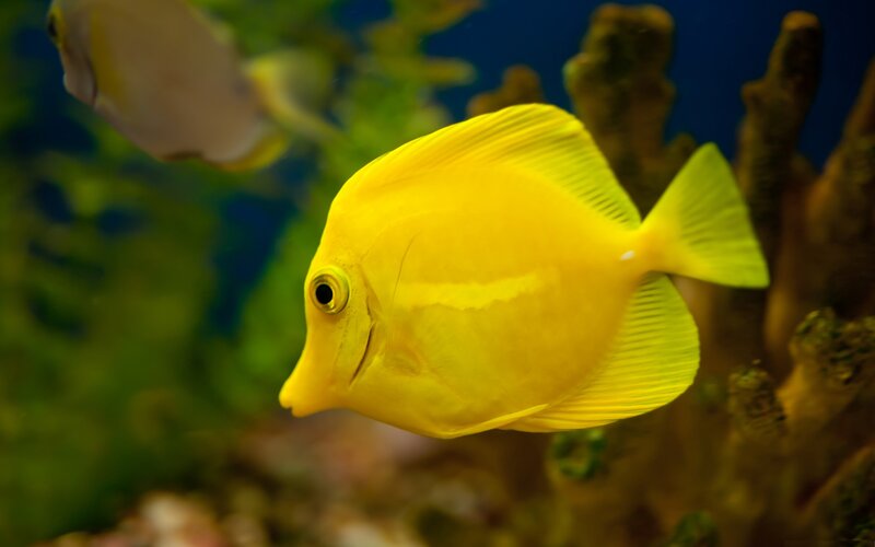 yellow tang fish in aquarium