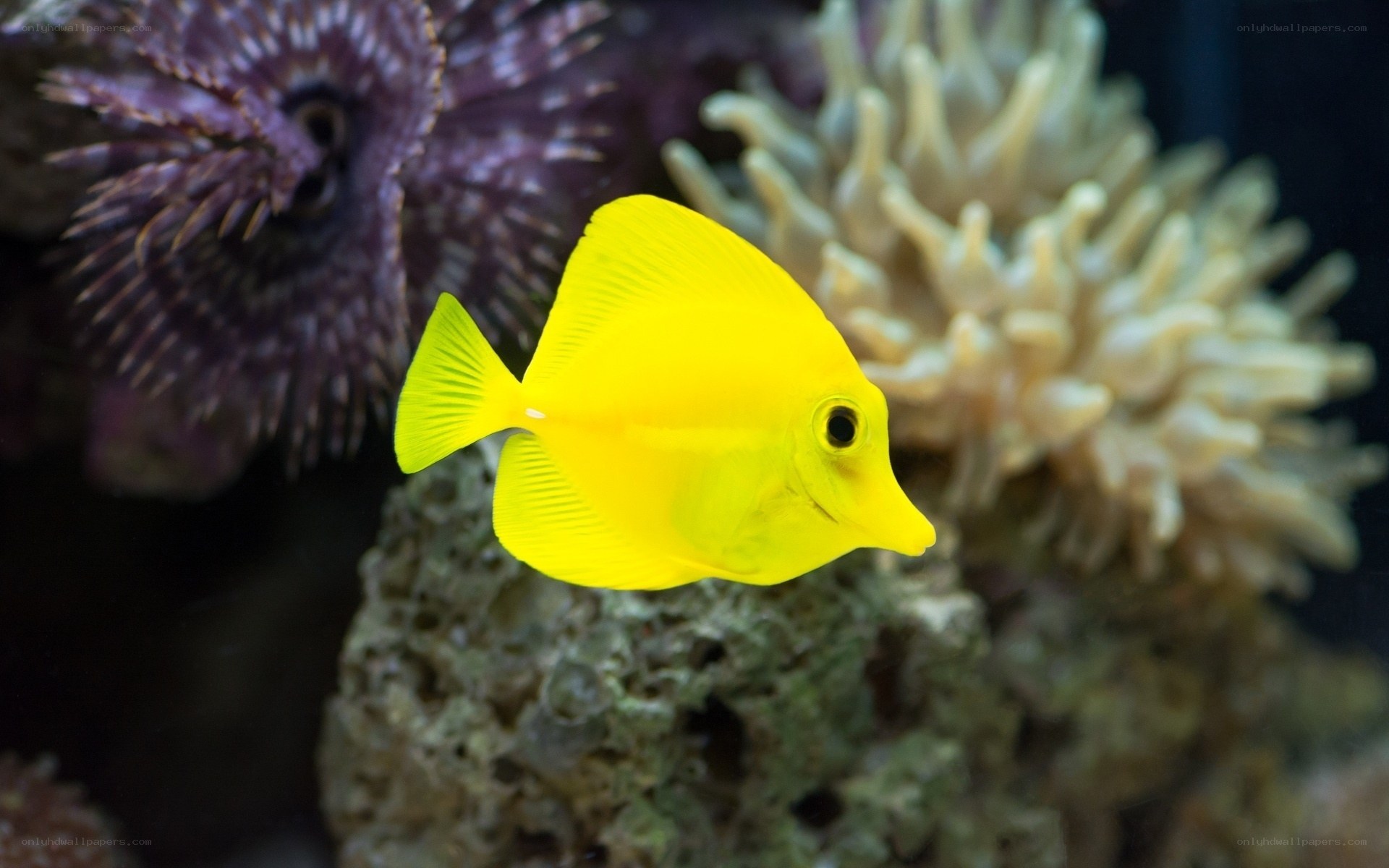 yellow tang fish in coral reef