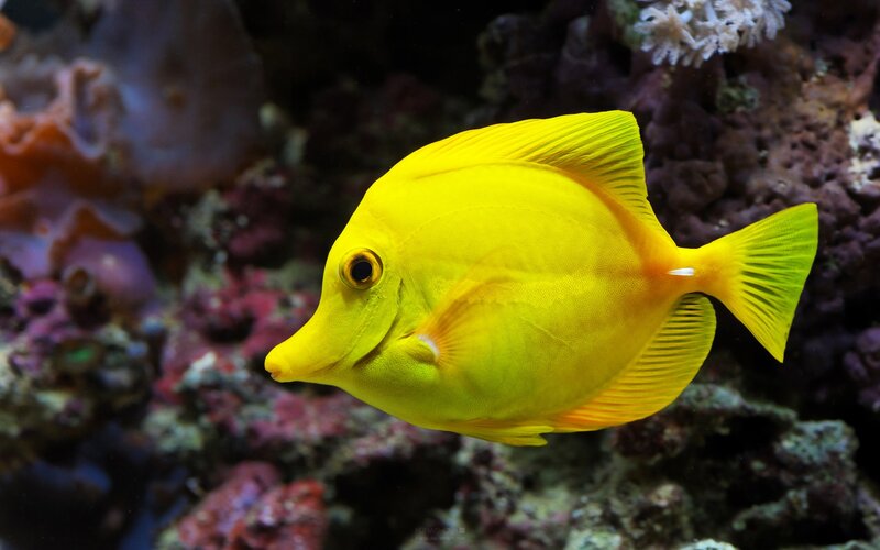 yellow tang fish in coral reef