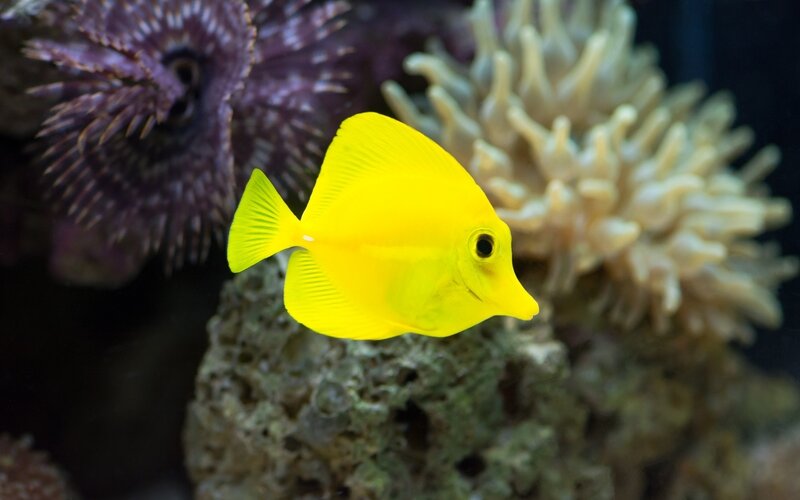Yellow Tang Fish — Serene, Photograph, Coral, Sea Anemone