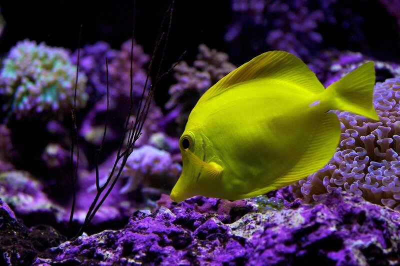 Yellow Tang Fish — Serene, Photograph