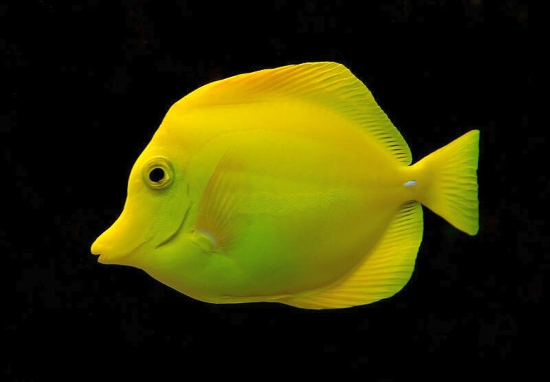 Yellow Tang Fish — Serene