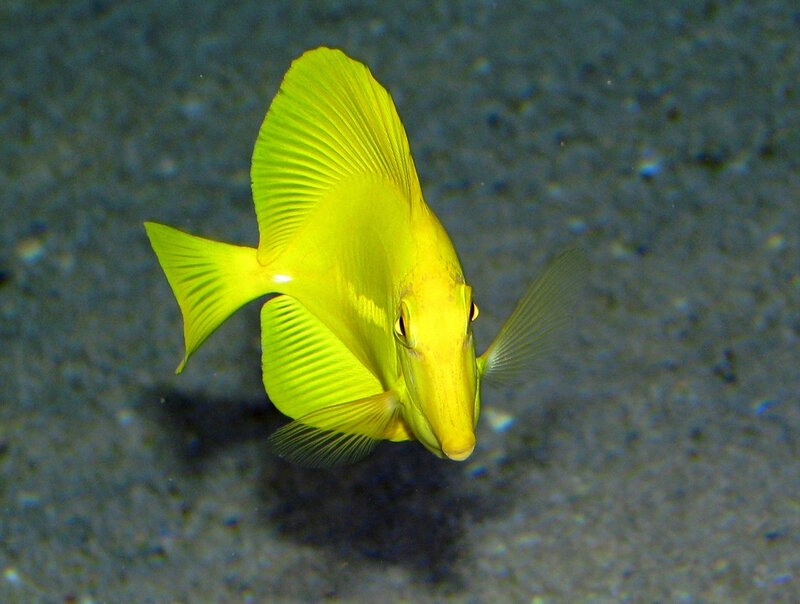 yellow tang fish