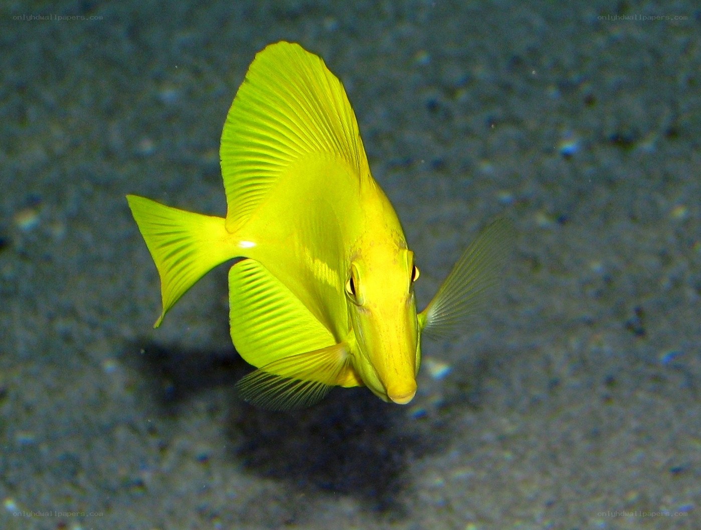 yellow tang fish