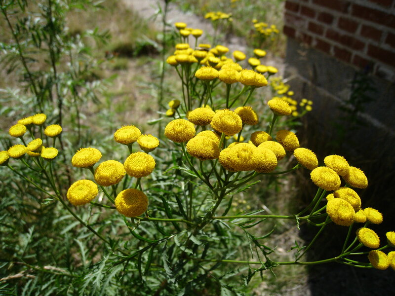 Yellow Tansy Flowers — Natural