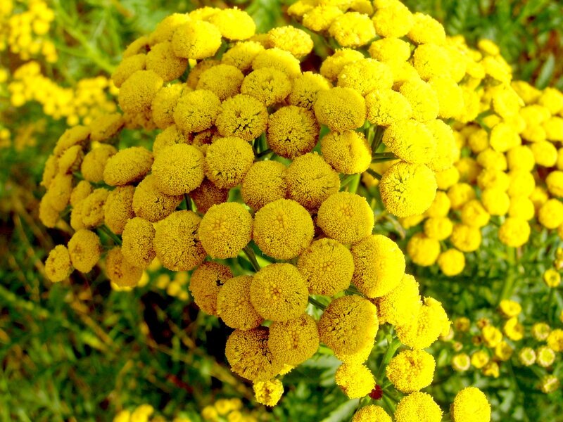Yellow Tansy Flowers