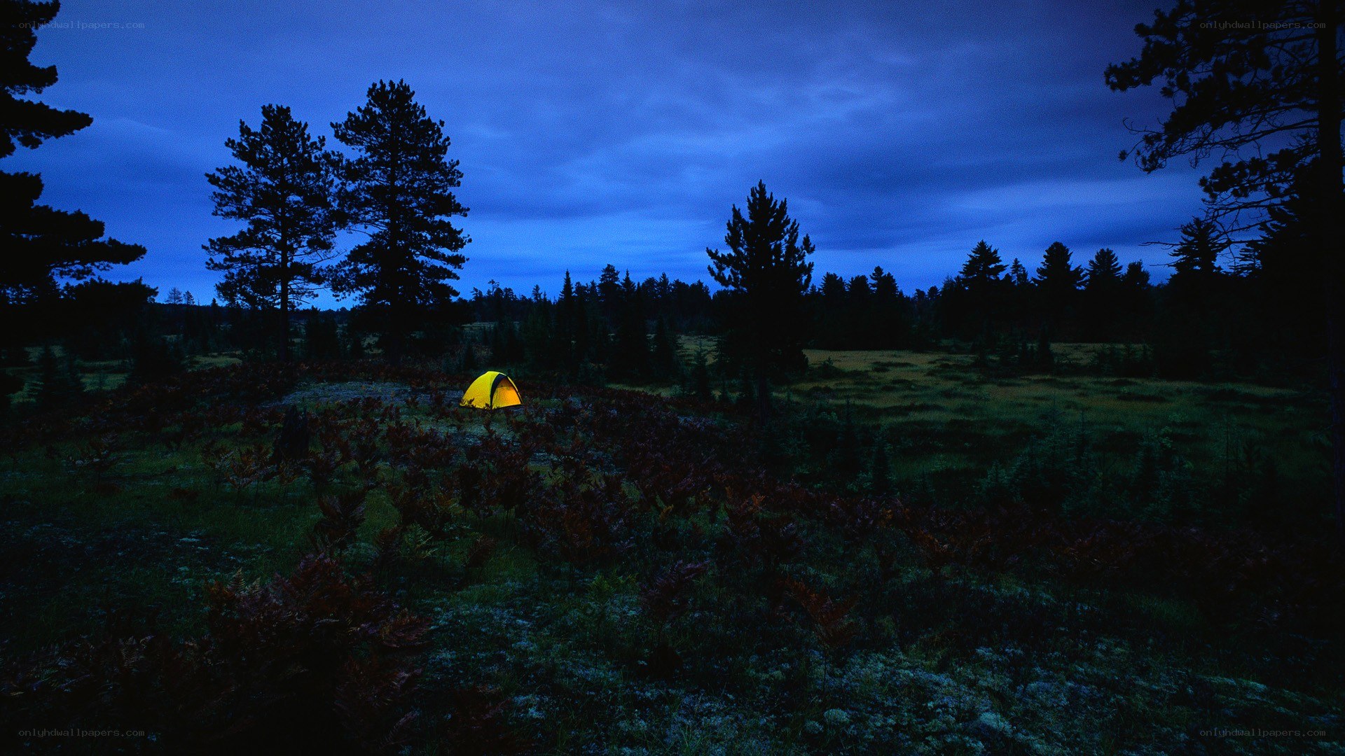 Yellow tent in forest at dusk
