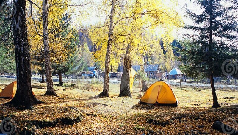 Yellow Tents in Forest