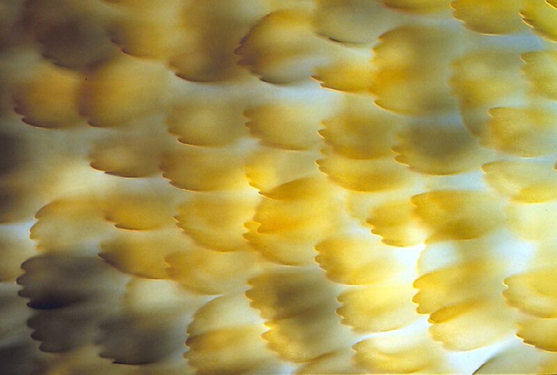 yellow textured pattern