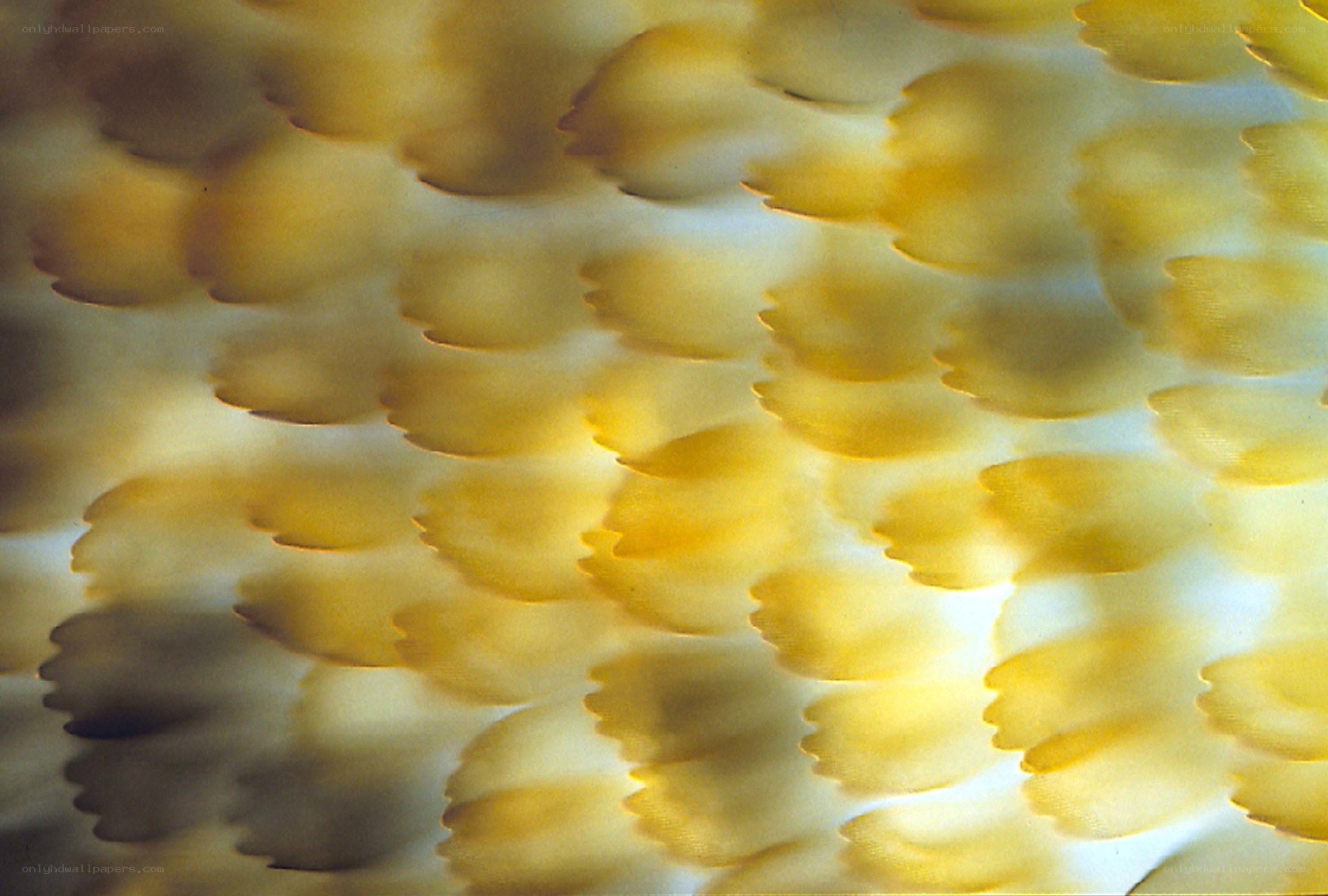 yellow textured pattern