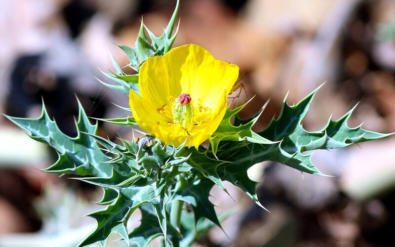 Yellow Thistle Flower — Natural